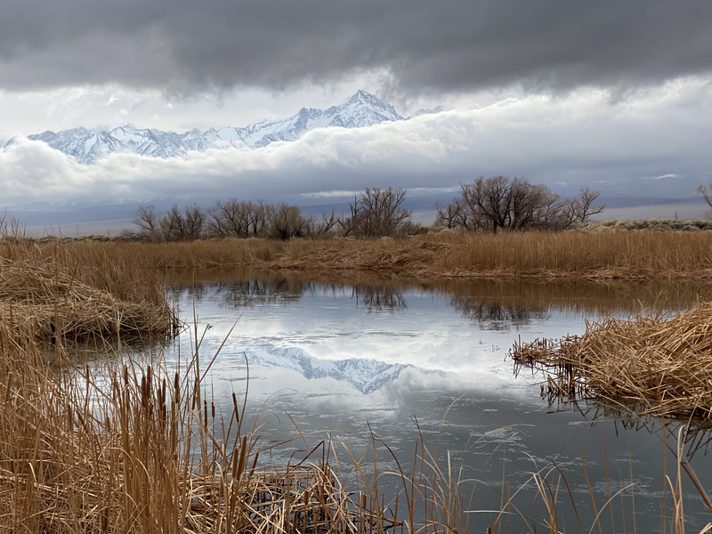Snowy mountains reflected in a pond surrounded by dried cattails 