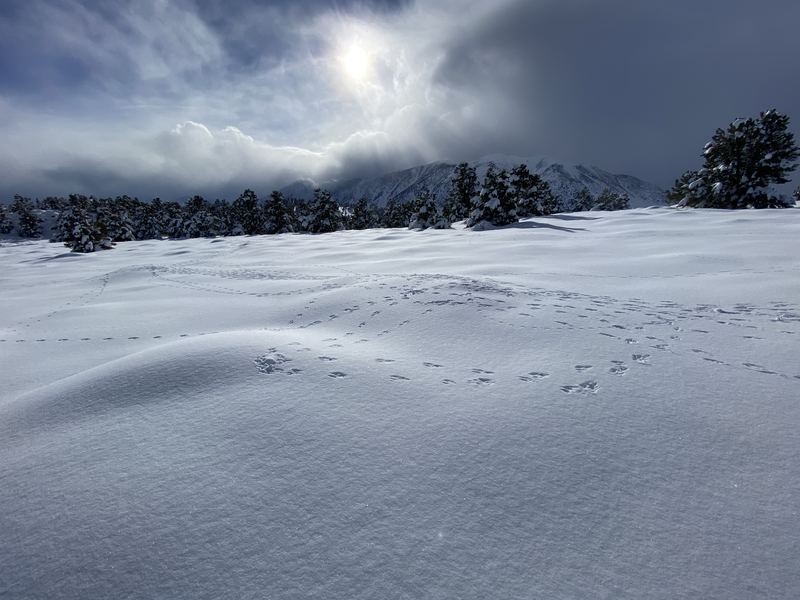 A snowy slope with many bunny tracks on a stormy day