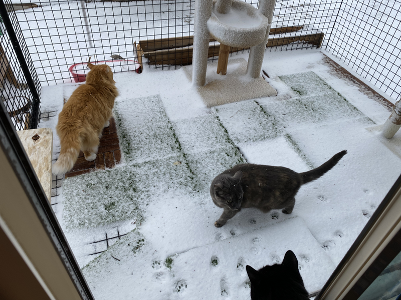 Three cats in a snowy catio
