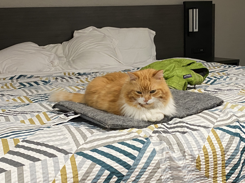 A sad orange cat on a cat bed on a bed