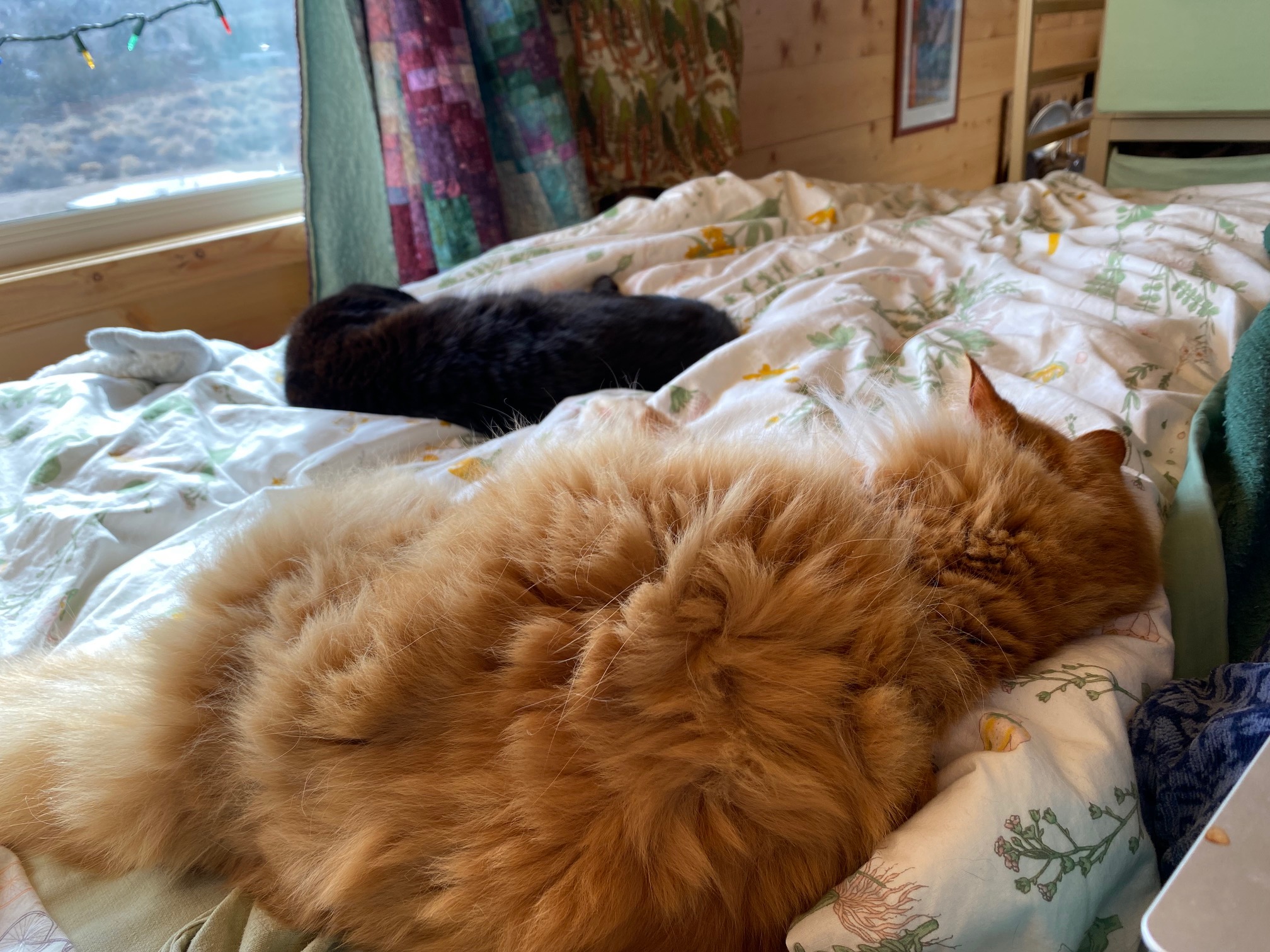 Two cats sleeping on a bed