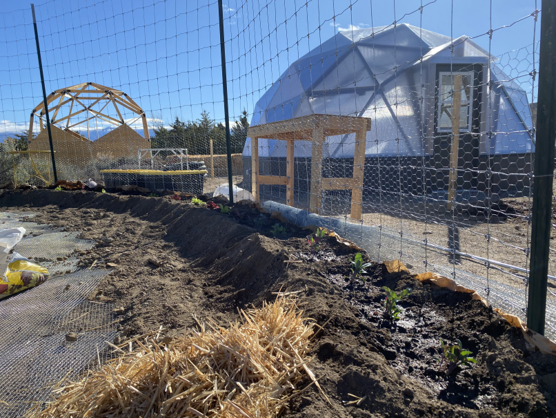 Little kale plants in a garden bed