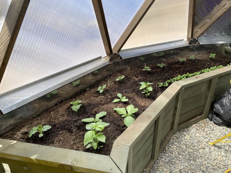 Very young plants in a raised bed