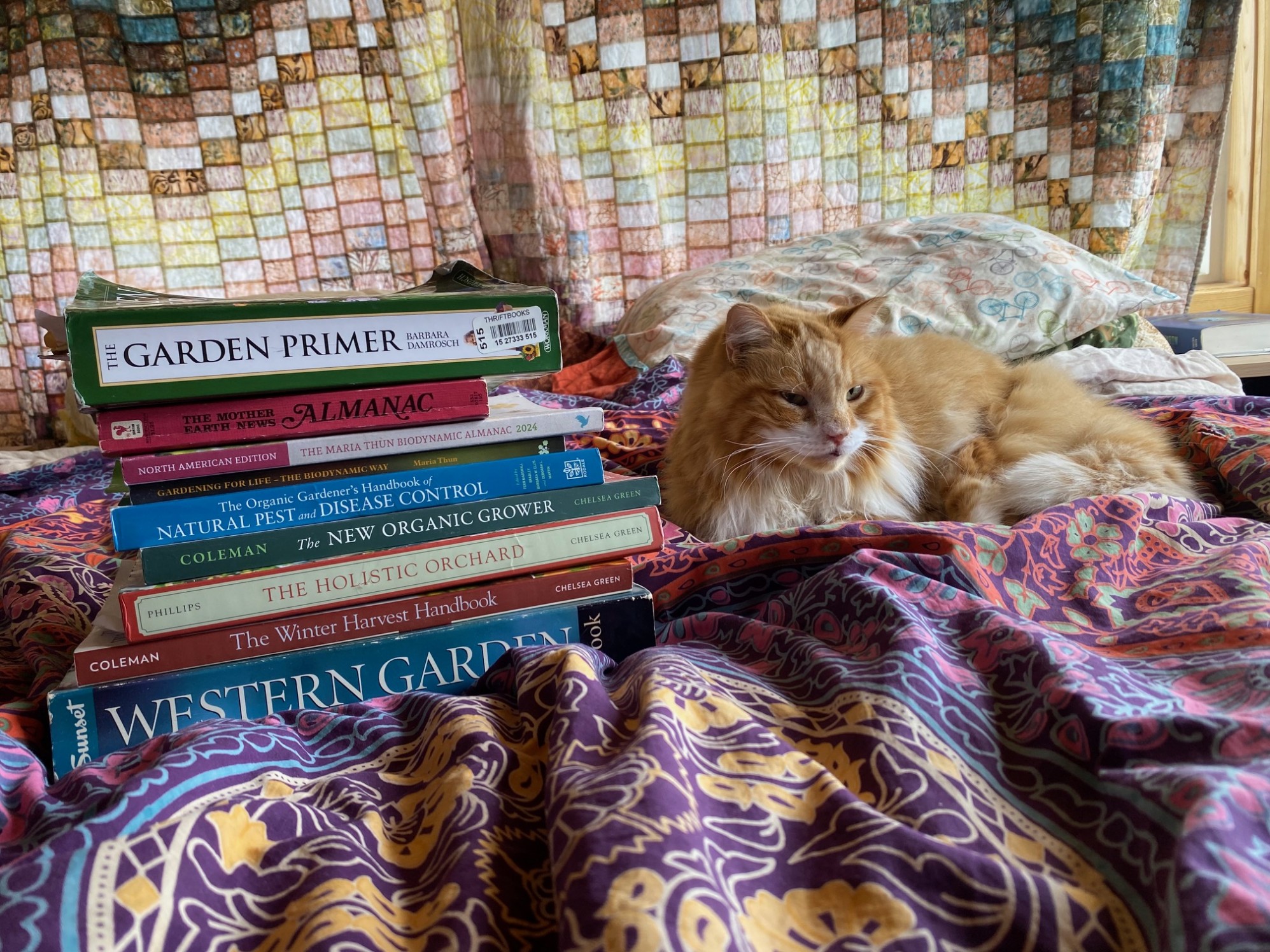 An orange longhair cat posing with a stack of gardening books